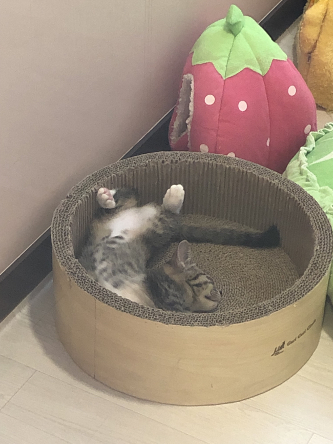 KakaoTalk_20190724_150105105_10.jpg