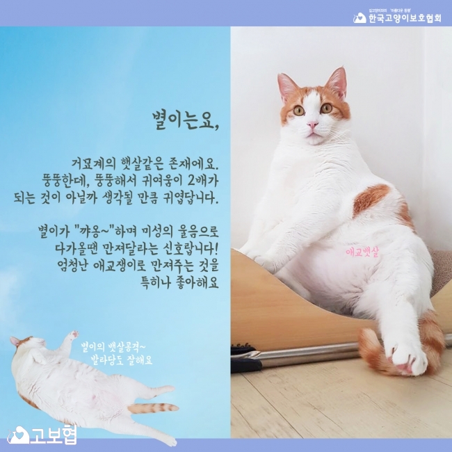 별이-입양홍보_4.jpg