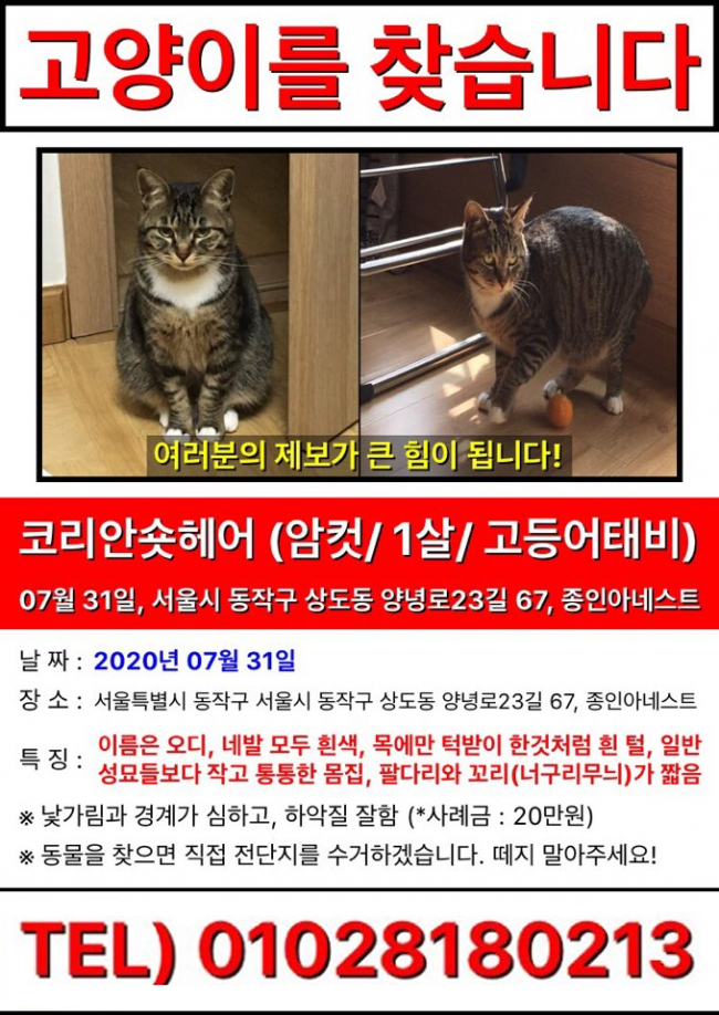 20.08 냥이찾기_1-2.jpg