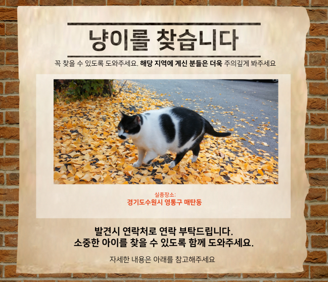 (10월) 냥이찾기_메인.jpg