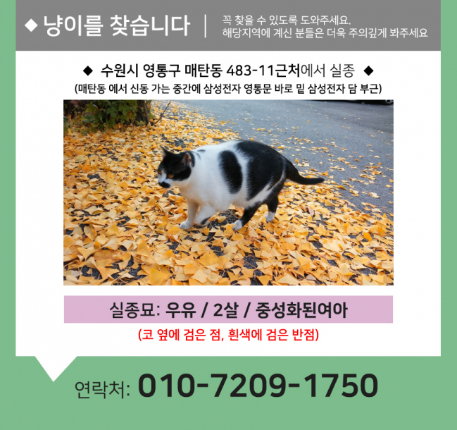 (10월)냥이찾기_세부1.jpg