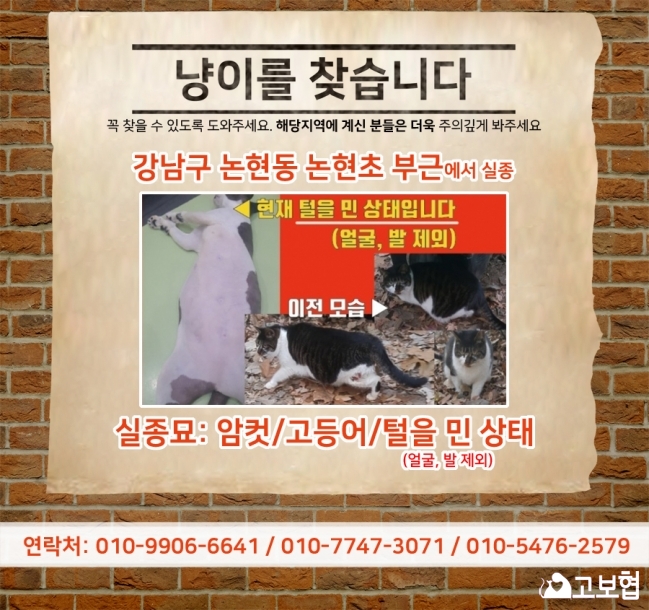 (4월)냥이찾기_세부(1_고등어).jpg