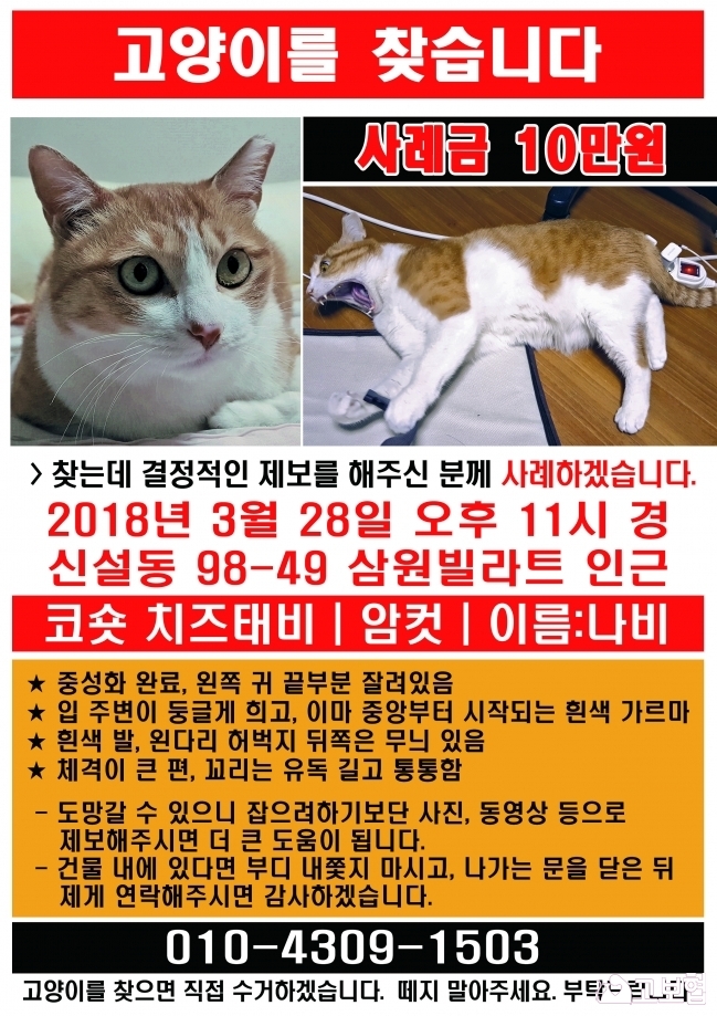 (4월)냥이찾기_세부(2_나비)2.jpg