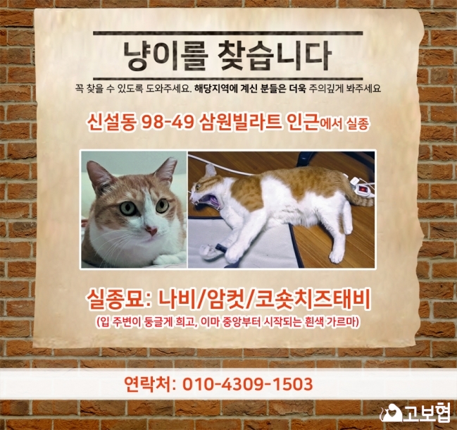 (4월)냥이찾기_세부(2_나비).jpg