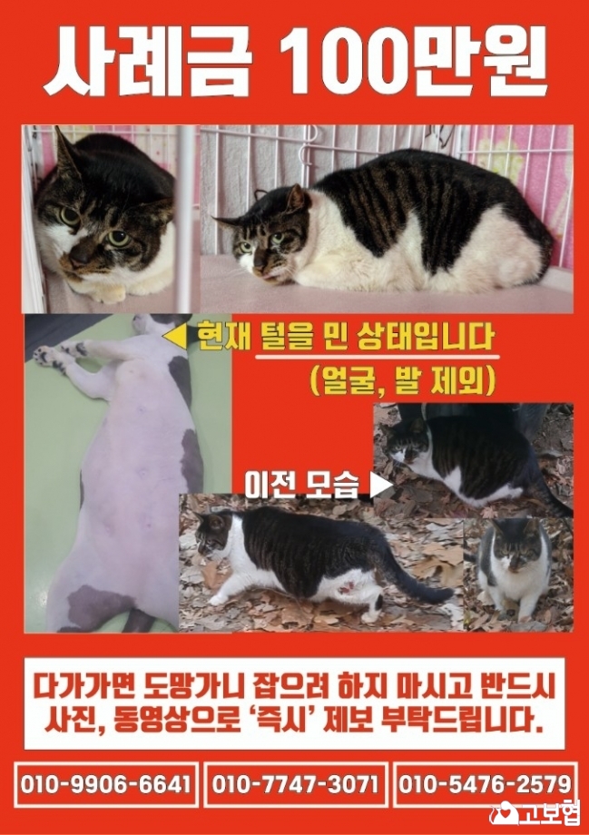 (4월)냥이찾기_세부(1_고등어)2.jpg