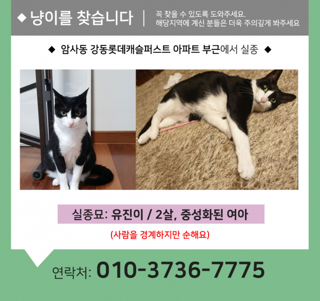 (7월)냥이찾기_세부3.jpg