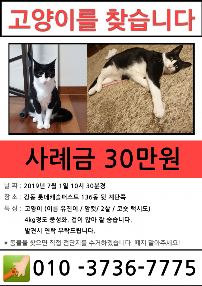 (7월)냥이찾기_세부3-2.jpg