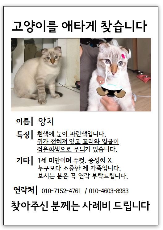 (9월)냥이찾기_세부2-4.jpg