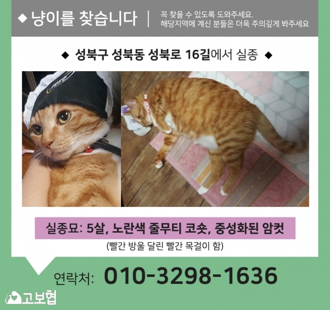 (8월) 냥이찾기2_세부.jpg