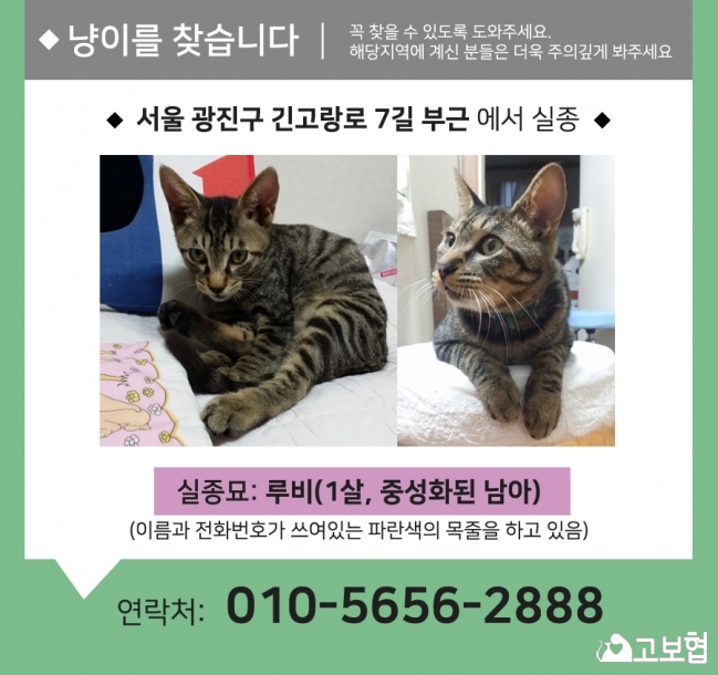 (12월) 냥이3_세부정보1.jpg