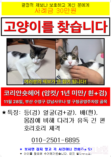 (12월) 냥이1_세부정보2-2.png