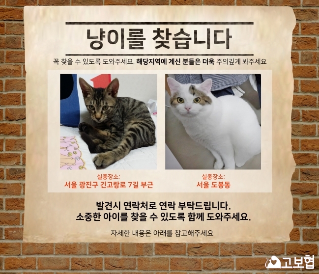 (12월) 냥이찾기_메인2.jpg