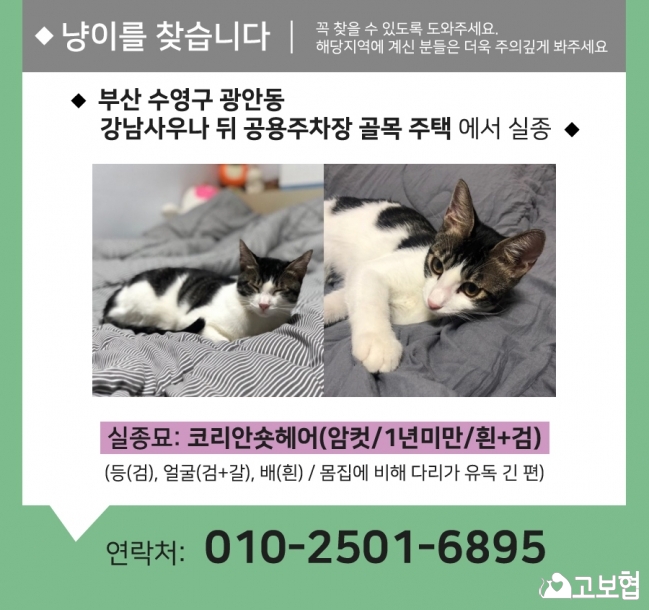 (12월) 냥이1_세부정보1.jpg