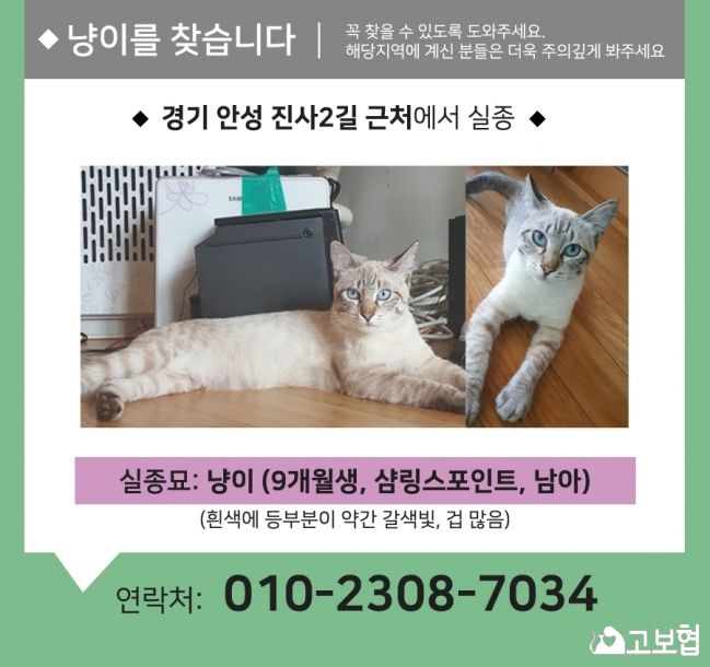 (9월) 냥이찾기_세부_냥이.jpg