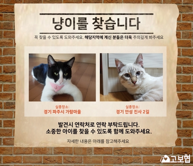 (9월) 냥이찾기_메인.jpg