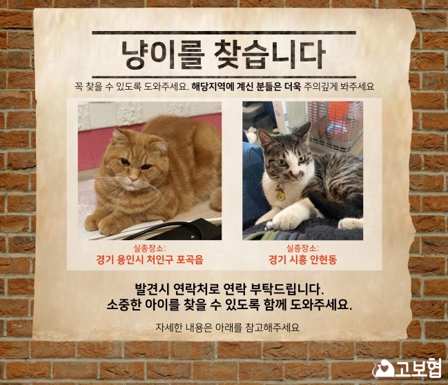 (2월) 냥이찾기_메인1.jpg