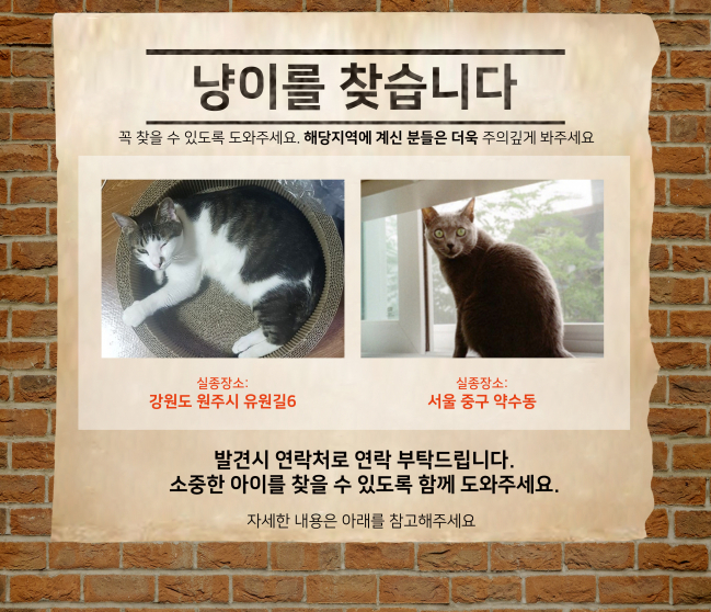 (8월) 냥이찾기_메인.jpg