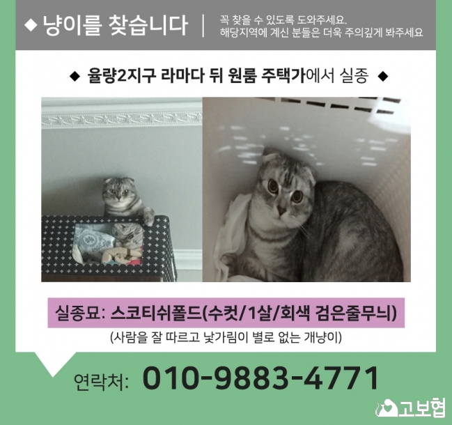 (6월)냥이찾기_세부.jpg