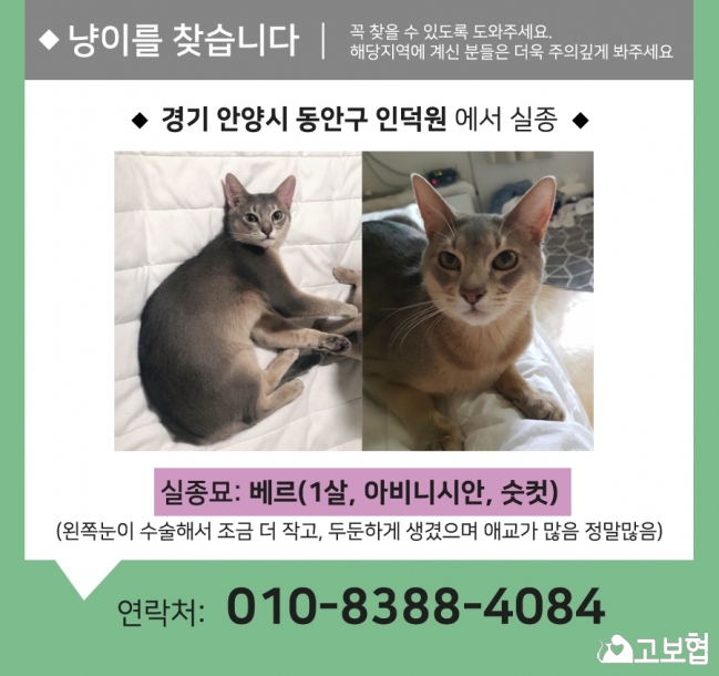 (10월) 냥이찾기2_세부정보1-2.jpg