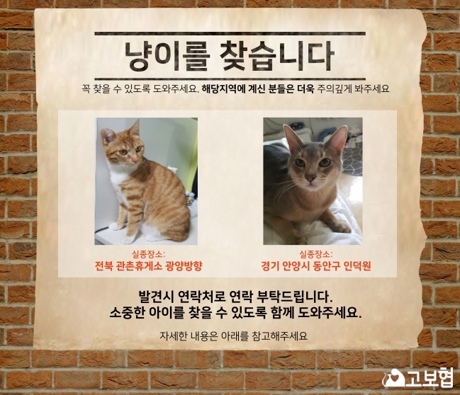 (10월) 냥이찾기_메인1.jpg