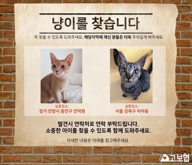 (10월) 냥이찾기_메인2.jpg