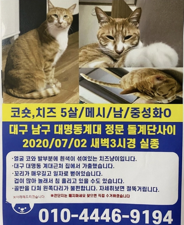 20.07 냥이찾기_2-2.jpg