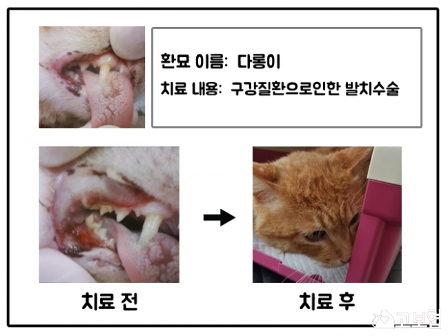 5월치료지원_다롱이.jpg