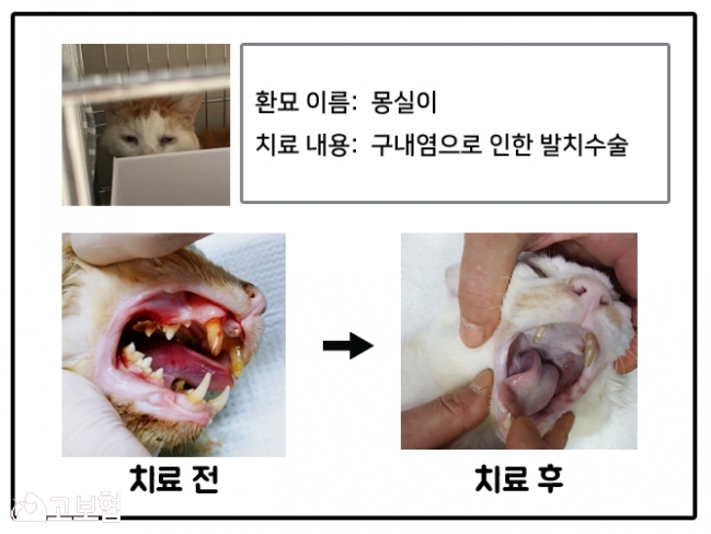 8월치료지원_몽실이.jpg