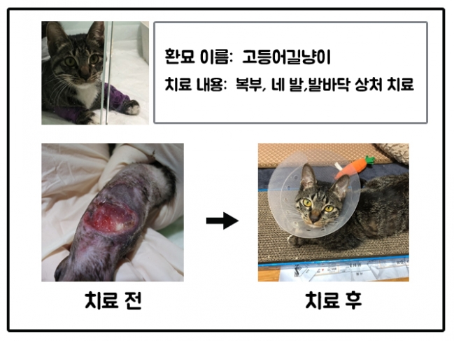 치료지원(3_고등어길냥이).jpg