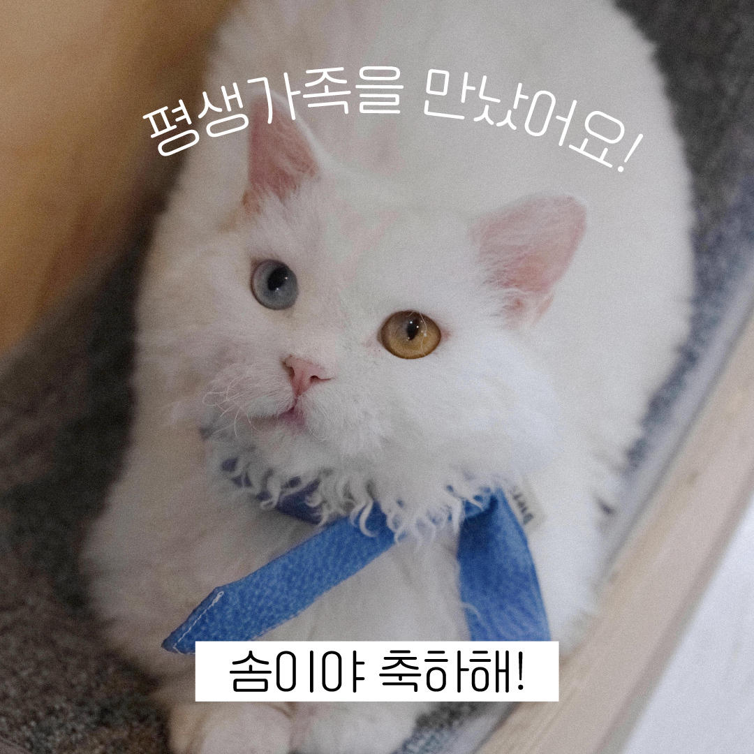 솜이축하.jpg