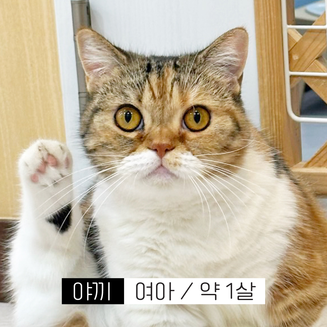 야끼.jpg