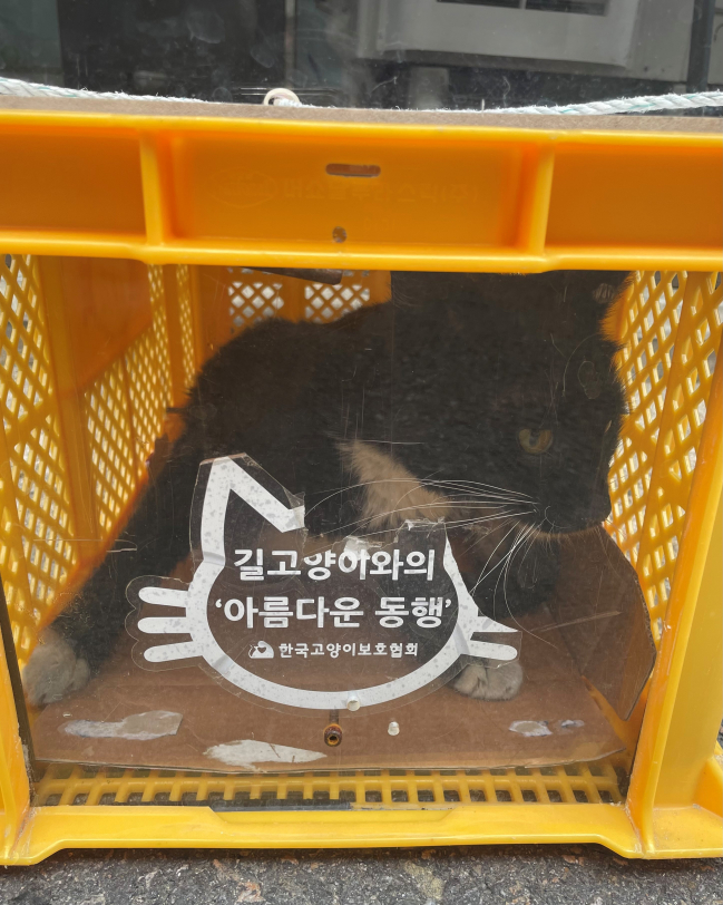 깜냥이1.jpg