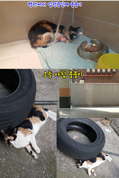 붕붕 복사.jpg