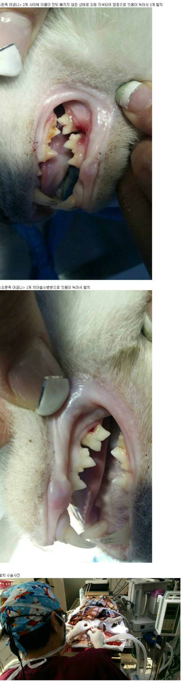 사본 -catcare_or_kr_20160607_150639.jpg