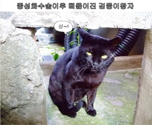 고보협3.png