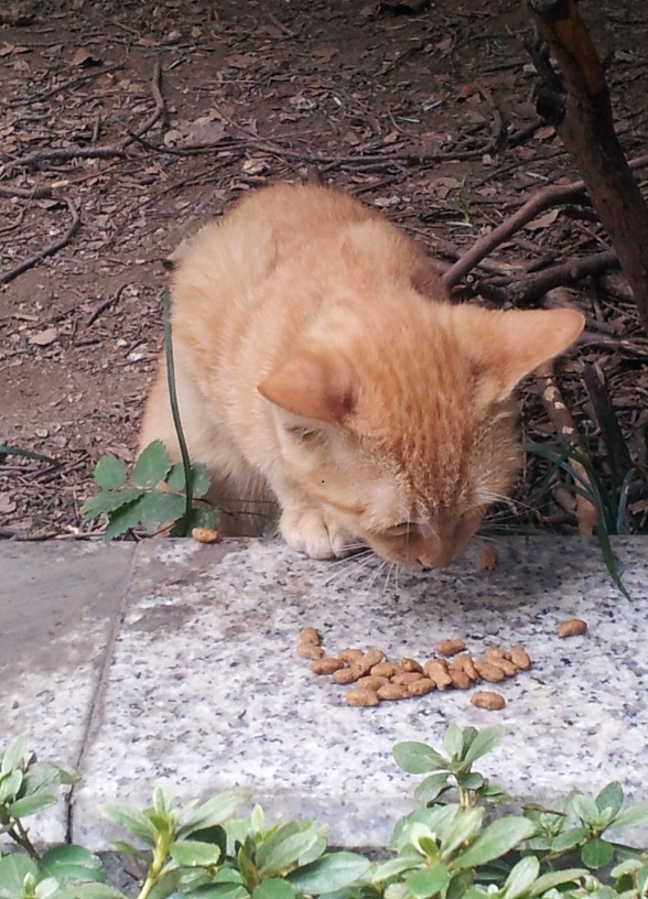 20140927-막둥이.jpg