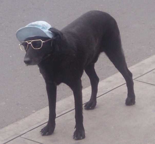 cool-dog.jpg